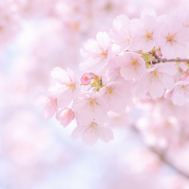 春分セッション桜